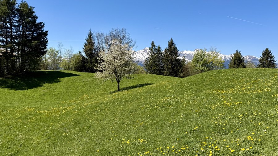 Blühender Baum auf einer Frühlingswiese in Liechtenstein